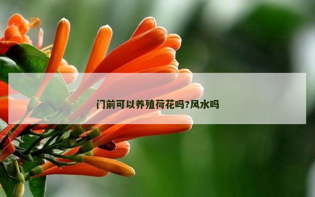 门前可以养殖荷花吗?风水吗