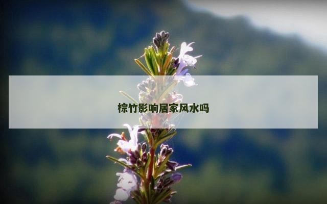 棕竹影响居家风水吗