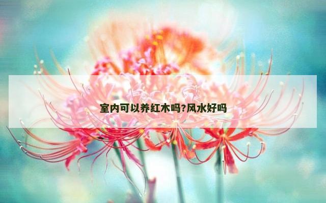 室内可以养红木吗?风水好吗