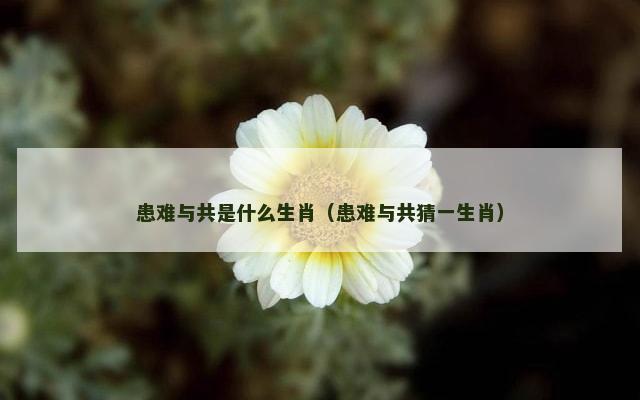 患难与共是什么生肖（患难与共猜一生肖）