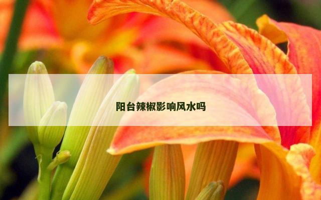 阳台辣椒影响风水吗