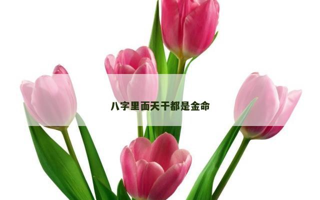 八字里面天干都是金命