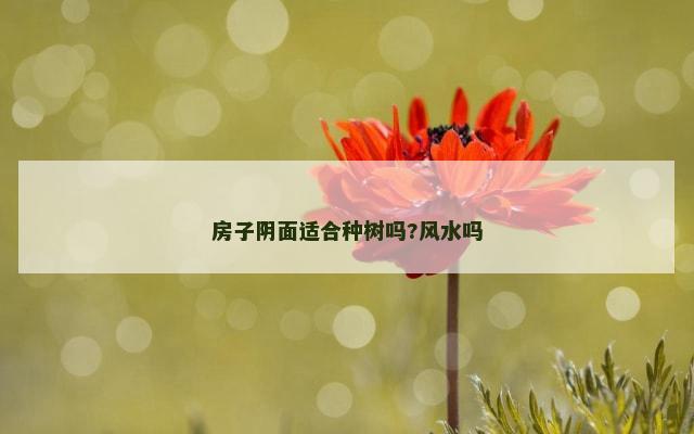 房子阴面适合种树吗?风水吗