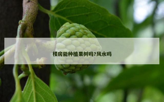 楼房能种植果树吗?风水吗