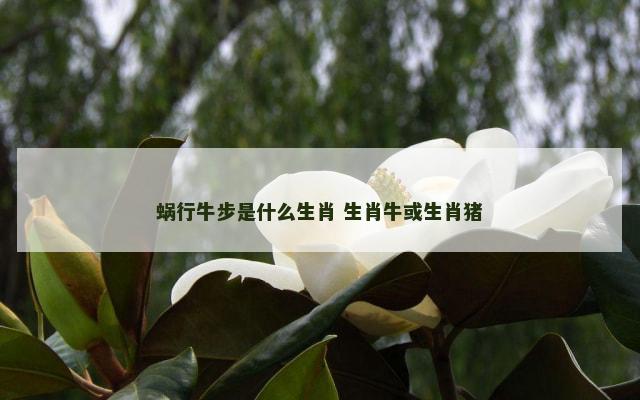 蜗行牛步是什么生肖 生肖牛或生肖猪