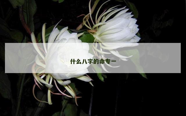 什么八字的命专一