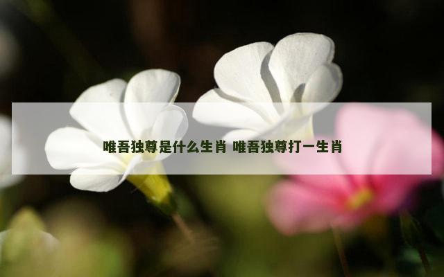 唯吾独尊是什么生肖 唯吾独尊打一生肖
