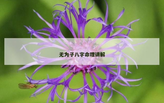 无为子八字命理讲解