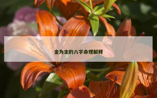 金为主的八字命理解释