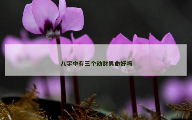 八字中有三个劫财男命好吗