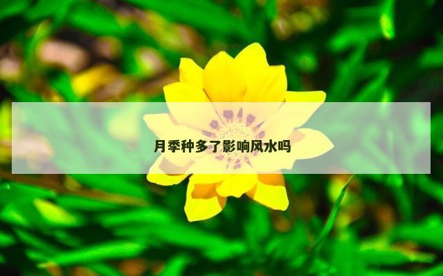 月季种多了影响风水吗