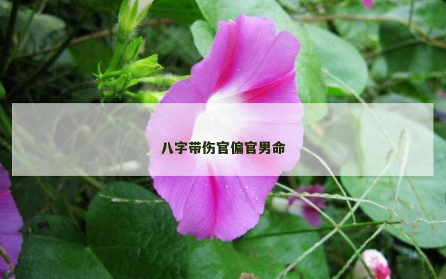 八字带伤官偏官男命