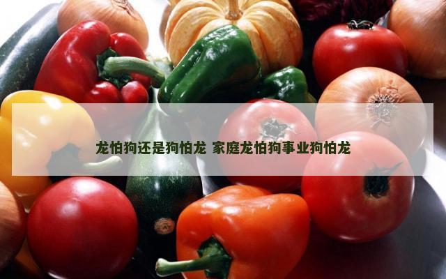 龙怕狗还是狗怕龙 家庭龙怕狗事业狗怕龙