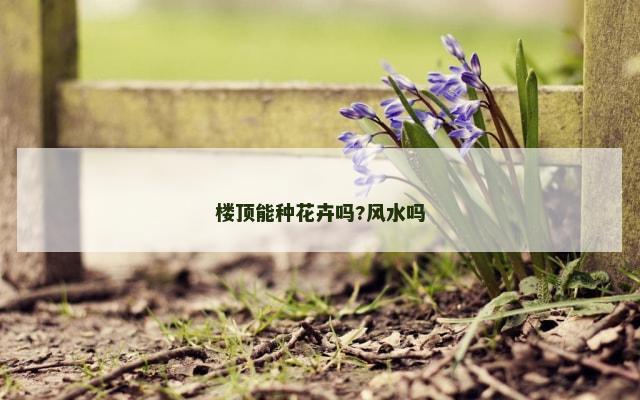 楼顶能种花卉吗?风水吗