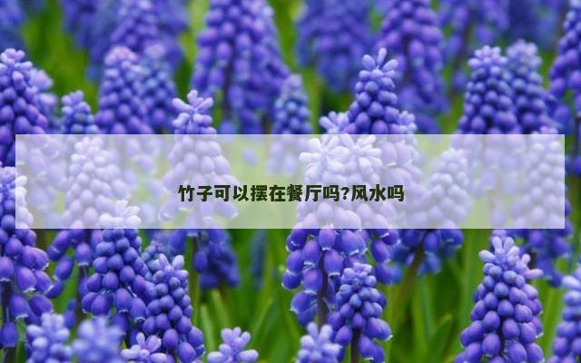 竹子可以摆在餐厅吗?风水吗