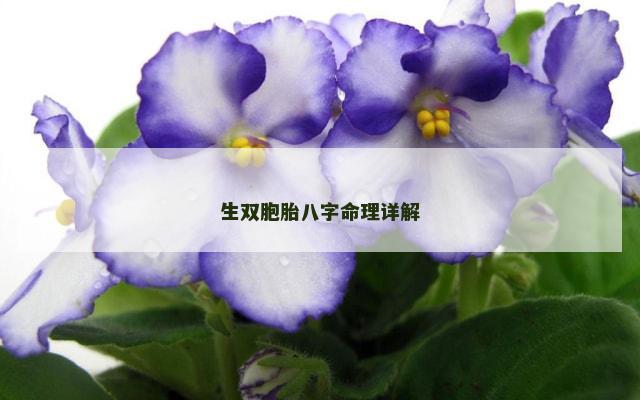 生双胞胎八字命理详解