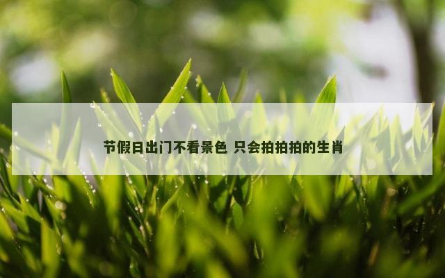 节假日出门不看景色 只会拍拍拍的生肖
