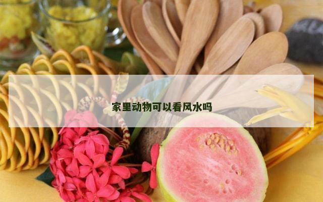 家里动物可以看风水吗