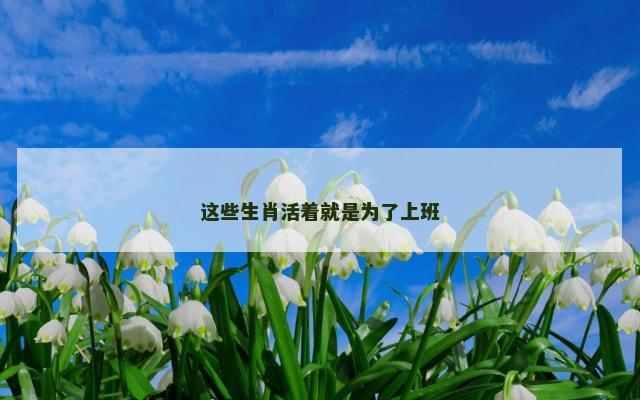这些生肖活着就是为了上班