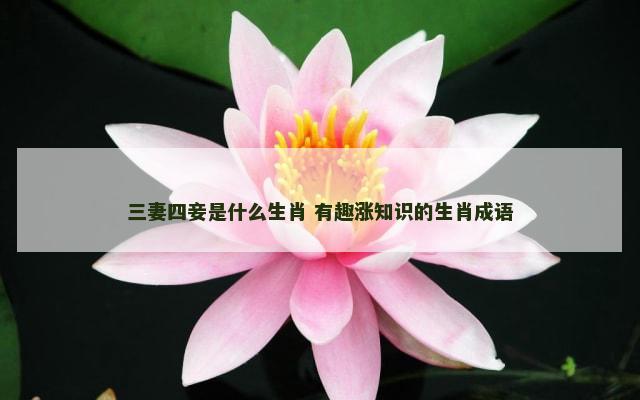 三妻四妾是什么生肖 有趣涨知识的生肖成语