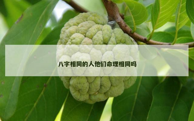 八字相同的人他们命理相同吗