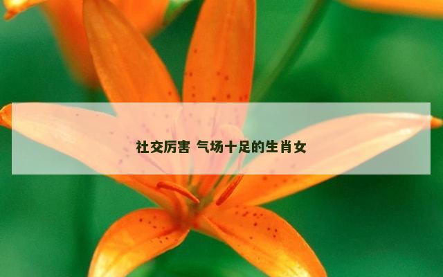 社交厉害 气场十足的生肖女