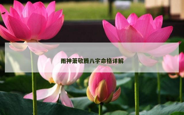 雨神萧敬腾八字命格详解