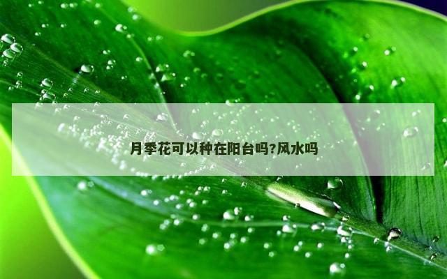 月季花可以种在阳台吗?风水吗
