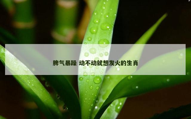 脾气暴躁 动不动就想发火的生肖