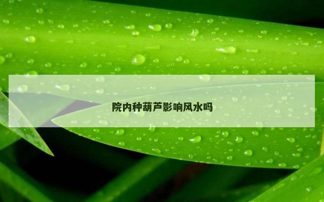 院内种葫芦影响风水吗