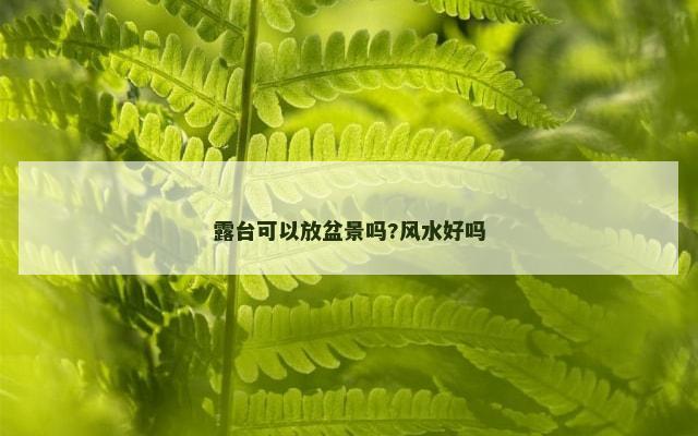 露台可以放盆景吗?风水好吗