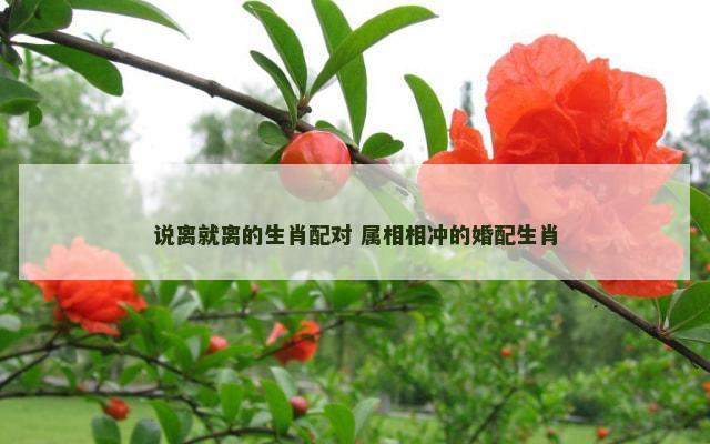 说离就离的生肖配对 属相相冲的婚配生肖