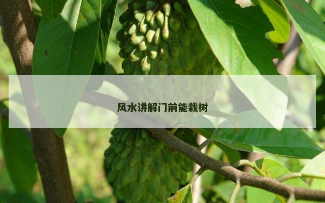 风水讲解门前能栽树