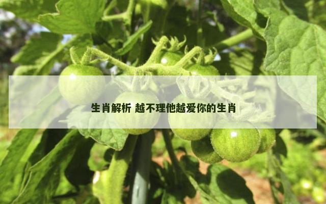 生肖解析 越不理他越爱你的生肖