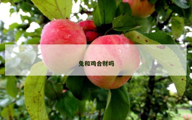 兔和鸡合财吗