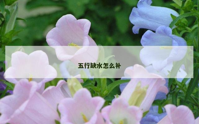 五行缺水怎么补