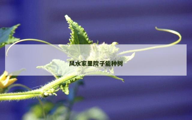 风水家里院子能种树
