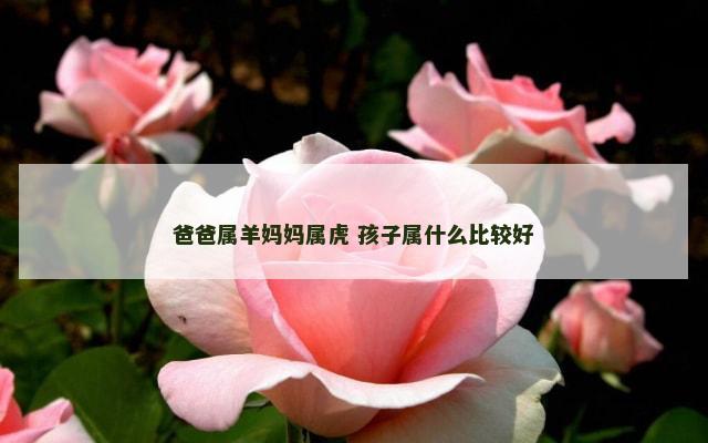 爸爸属羊妈妈属虎 孩子属什么比较好