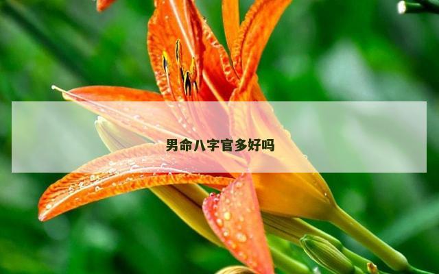 男命八字官多好吗