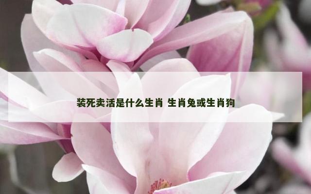 装死卖活是什么生肖 生肖兔或生肖狗