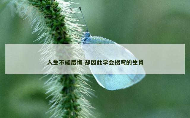 人生不能后悔 却因此学会拐弯的生肖