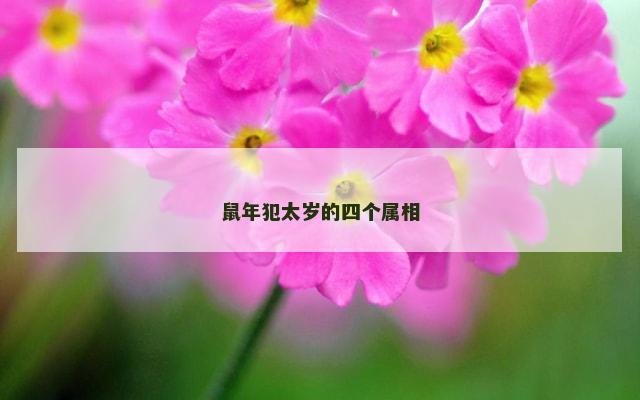 鼠年犯太岁的四个属相