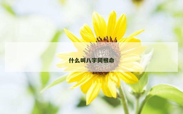 什么叫八字同根命
