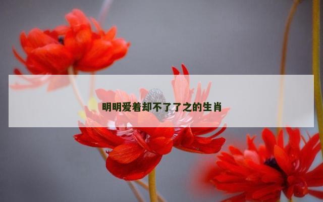 明明爱着却不了了之的生肖