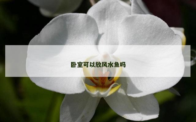 卧室可以放风水鱼吗