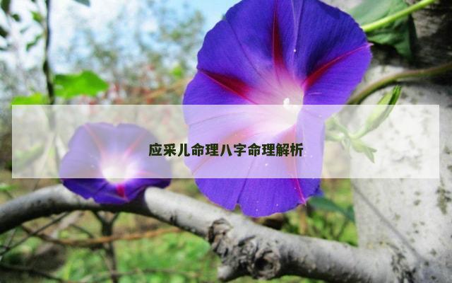 应采儿命理八字命理解析