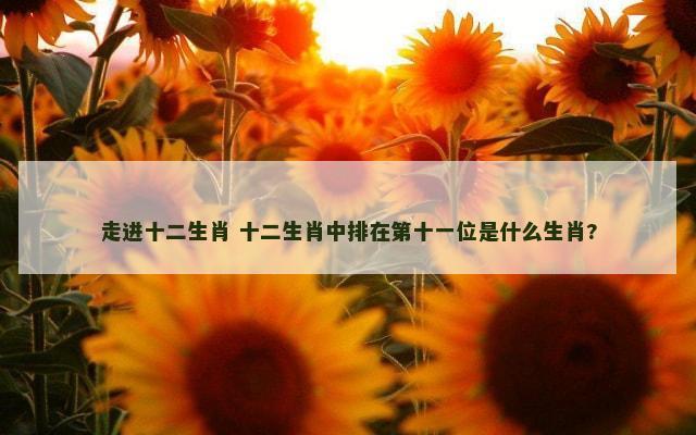 走进十二生肖 十二生肖中排在第十一位是什么生肖?