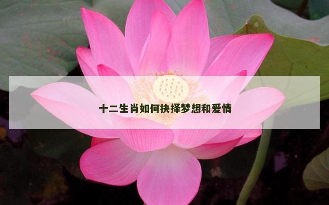 十二生肖如何抉择梦想和爱情