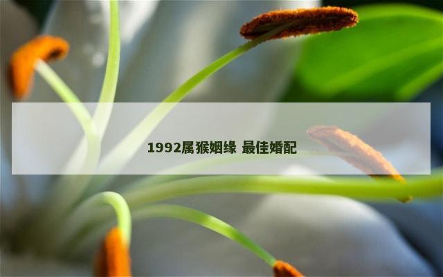 1992属猴姻缘 最佳婚配