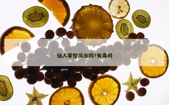仙人掌怕风水吗?有毒吗